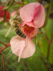 The bee is looking for nectar. A beautiful bee pollinates plants. Bee on a background of flowers and herbs.