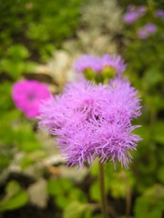 Macro Photo. Wild Flowers In The Field Surrounded With Weeds And Dry Grass. Nature Summer Meadow Beautiful Green Spring Plant Blossom.