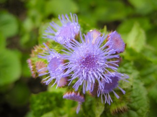 Macro Photo. Wild Flowers In The Field Surrounded With Weeds And Dry Grass. Nature Summer Meadow Beautiful Green Spring Plant Blossom.