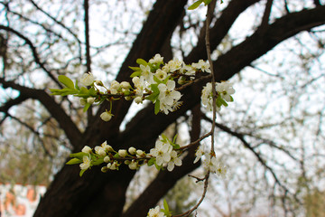 The wonderful mood of blooming spring and youth. A sprig of a young apple tree with beautiful and delicate flowers.
