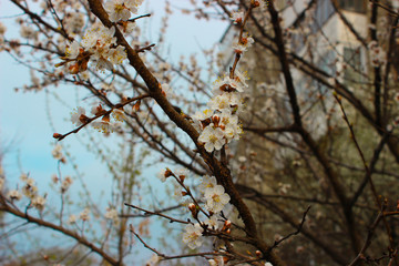 The wonderful mood of blooming spring and youth. A sprig of a young apple tree with beautiful and delicate flowers.