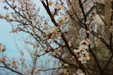 The wonderful mood of blooming spring and youth. A sprig of a young apple tree with beautiful and delicate flowers.