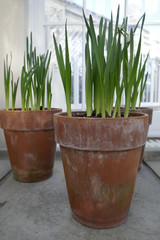 Terracotta pots of daffodils