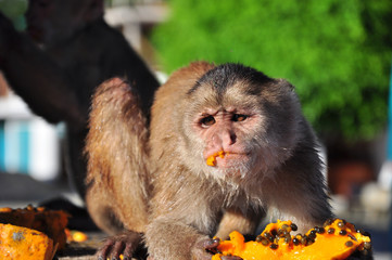 A cappuchine monkey eating papaya