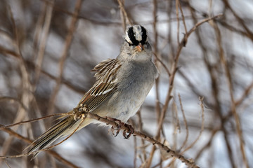 White crowned sparrow on a cloudy winters day. It is a species of passerine bird native to North America.  A mature bird has a grey face and black and white streaking on the upper head.
