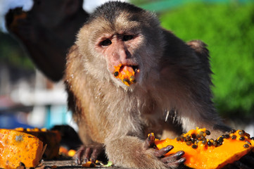 A cappuchine monkey eating papaya