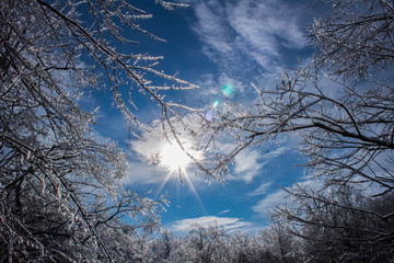 Icy tree branch - sky-view 