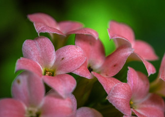 Obraz premium Small pink flowers on my porch!