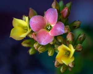 Fototapeta na wymiar A colorful array of small flowers!