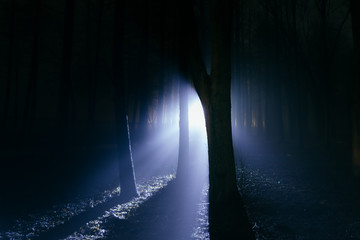 Dark and spooky foggy forest at night