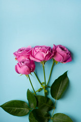 Beautiful pink pion-shaped rose. Bouquet Shrub roses on blue background. Copy space