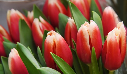 Bouquet of beautiful tulips ready for sale.