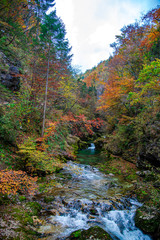 Autumn landscape in Vintgar gorge river, Slovenia