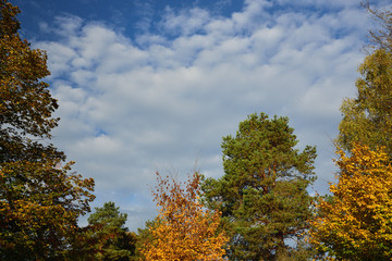 Fototapeta premium Autumn landscape with trees growing like a frame around a blue sky with clouds on the edge as a background with space for text