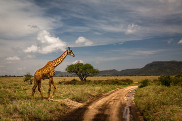 giraffe in savanna