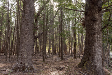 Scene view of high tall trees in the forest with no people in Los Alerces National Park, Patagonia, Argentina