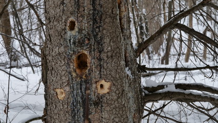 Woodpecker Holes in a Standing Dead Tree in winter