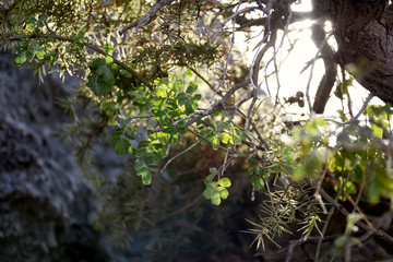  green bush on the rocks in november