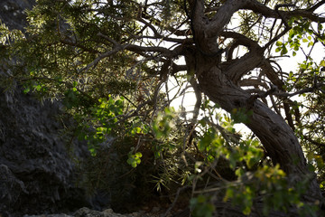  green bush on the rocks in november
