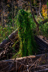 Autumn landscape in Plitvice Natural Park