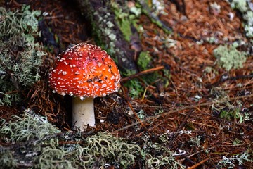 Red toadstool in Sumava national park