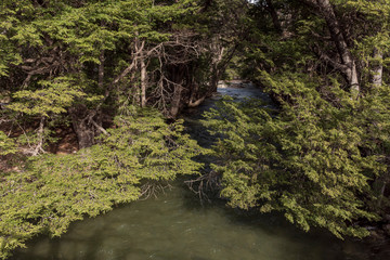 Scene view of nature and river in the forest in Los Alerces National Park, Patagonia, Argentina