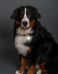 Bernese Mountain Dog (10 months old)
