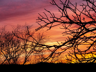 trees branches over sunset sky