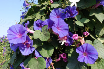 Purpur-Prunkwinde - Hecke  (Ipomoea purpurea)