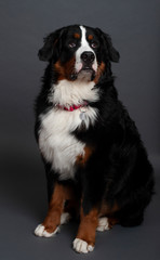 Bernese Mountain Dog (10 months old)