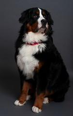 Bernese Mountain Dog (10 months old)