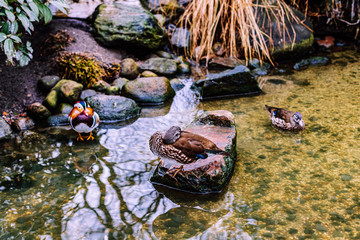 One male and two female mandarin ducks in winter time