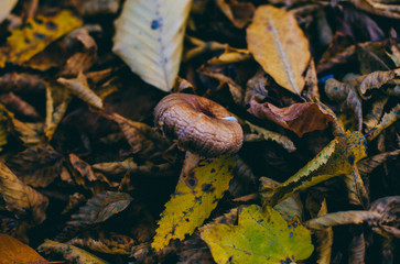 spring mushrooms background