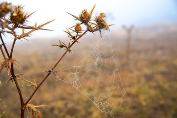 Morning fog on the hill