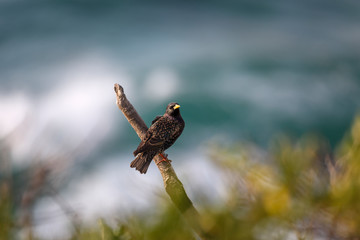 Common starling bird by the sea, Sydney Australia