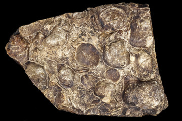 Accumulation of fossils brachiopods in flint tile on a black background. Carboniferous period, Russia