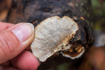 The underside of turkey tail mushroom (Trametes versicolor) growing on a log
