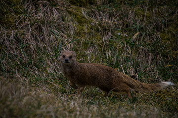 Fototapeta premium Tier