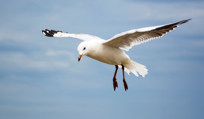 Fototapeta na wymiar Flying Seagull, Sydney Australia