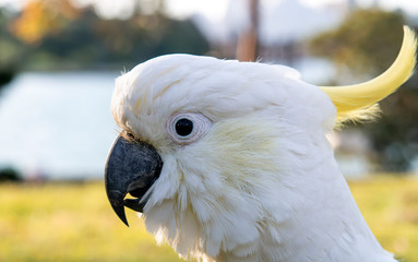Australian Cockatoo, Sydney Australia