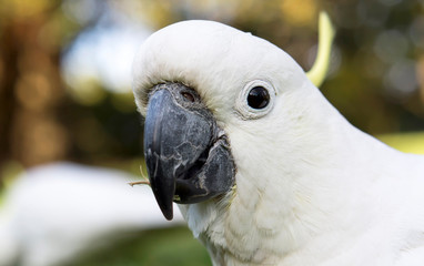 Australian Cockatoo, Sydney Australia