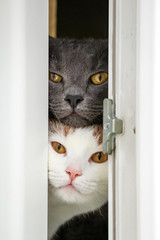 Feline faces looking out of the window. Gray cat and white kitty with yellow eyes