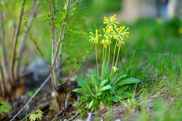 Primula veris or Primula officinalis blooming in the spring garden on the Alpine hill.