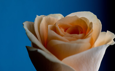 peach coloured rose on blue background 