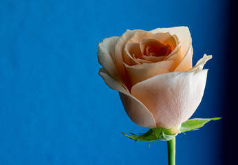 peach coloured rose on blue background 
