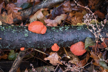 Cinnabar polypores (Pycnoporus cinnabarinus) growing on a fallen log