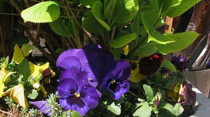 violet violet flowers on open ground