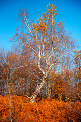Birch tree landscape in the morning autumn