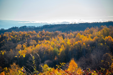 Birch tree landscape in the morning autumn