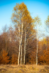 Birch tree landscape in the morning autumn